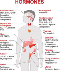 Steps to Optimize Hormonal Health and Balance!